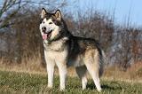 ALASKAN MALAMUTE 839